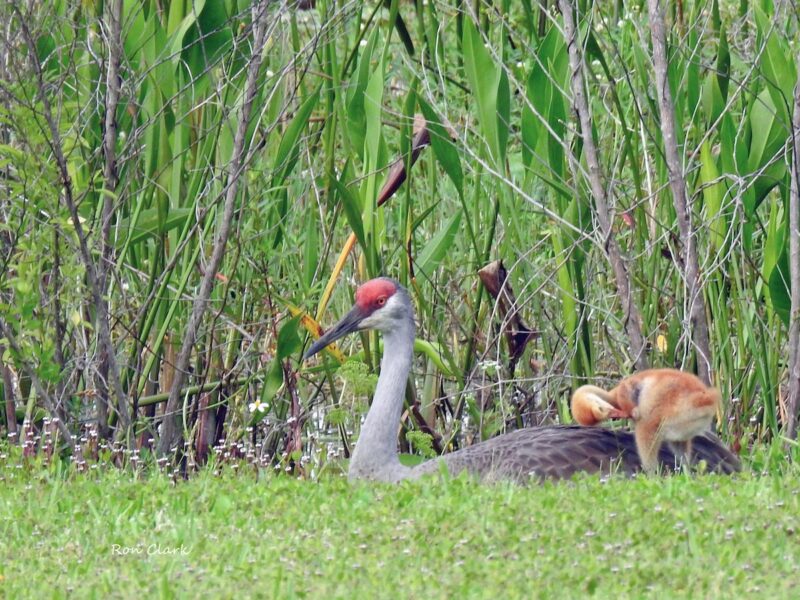 Sandhill crane colt giving mom a hug in The Villages