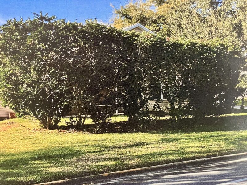 This homeowner at 8541 SE 177th Bartram Loop has been ordered to trim her bushes
