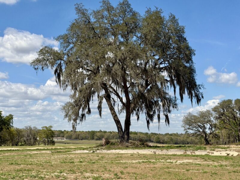 This tree was given a brief reprieve Monday when the builder of the Highlands of Hammock Oaks had a request pulled from the agenda of the Lady Lake Planning and Zoning Board