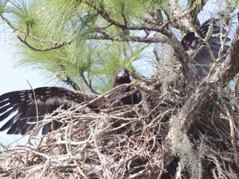 Young eagle with impressive wingspan in The Villages