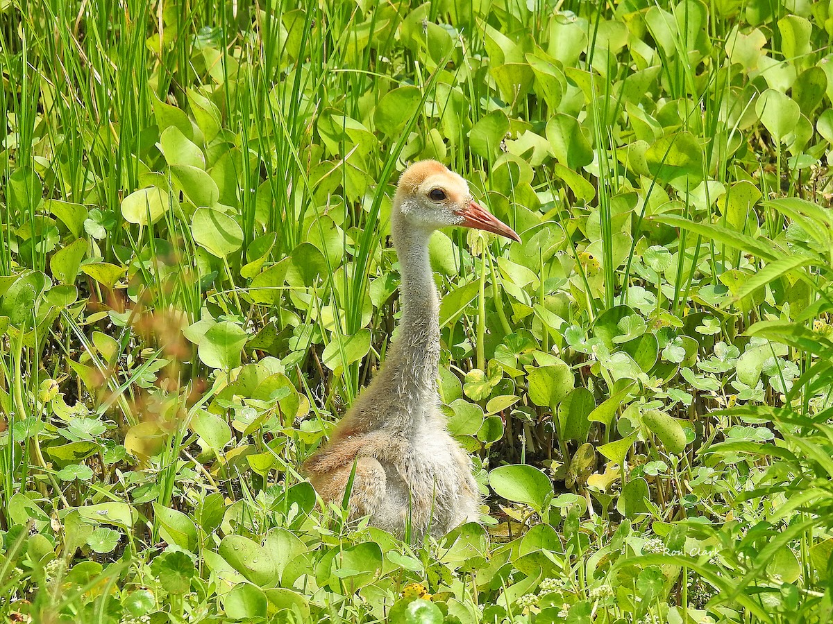 Young sandhill crane 'colt' seen exploring marsh in The Villages Young sandhill crane 'colt' seen exploring marsh in The Villages