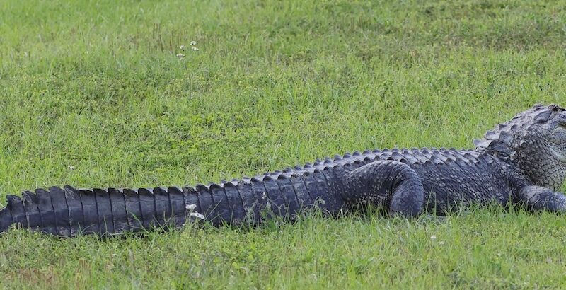 Alligators becoming more active as temperatures rise in The Villages
