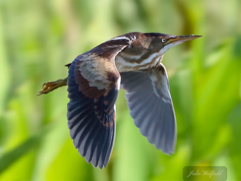 American bittern takes flight along Hogeye Pathway