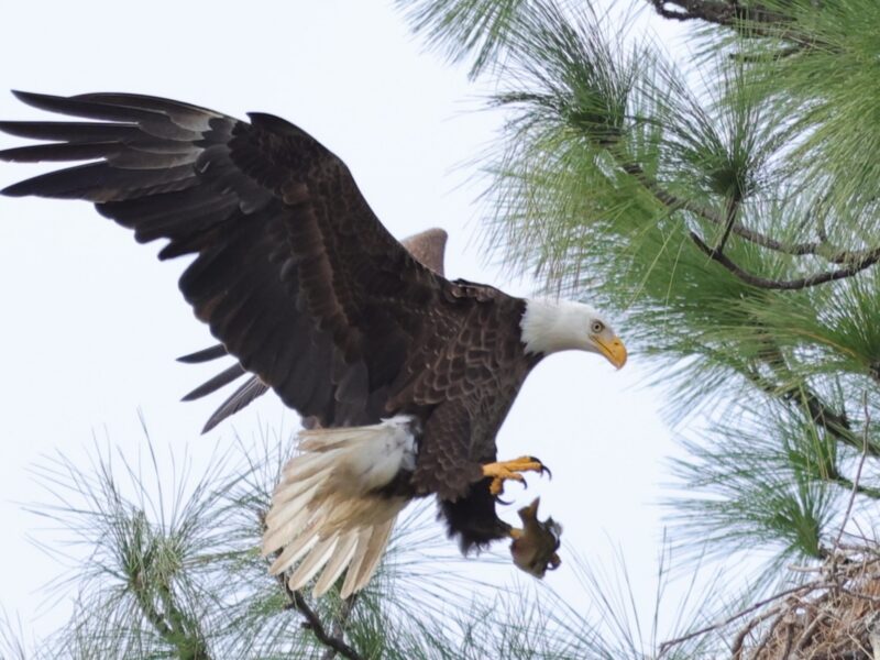 Bald eagle delivers dinner to nest in The Villages
