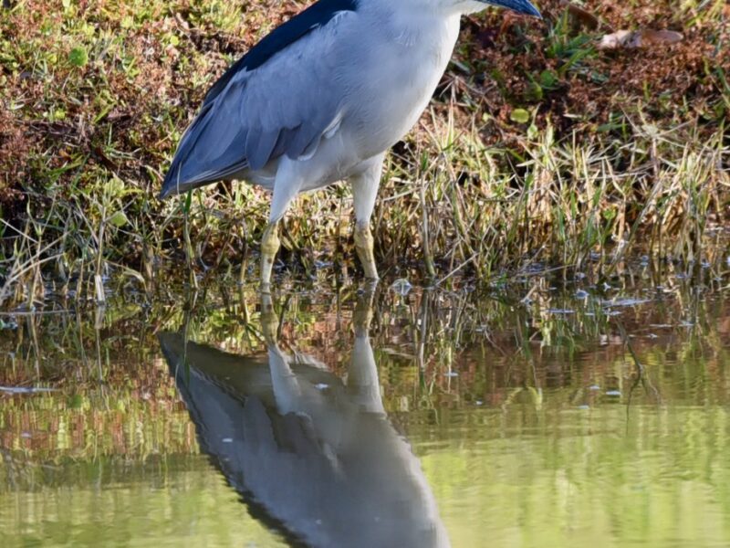 Black-crowned night heron spotted along pond in The Village of Collier