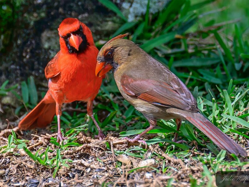 Cardinal pair shares quiet moment in The Village of St. Johns