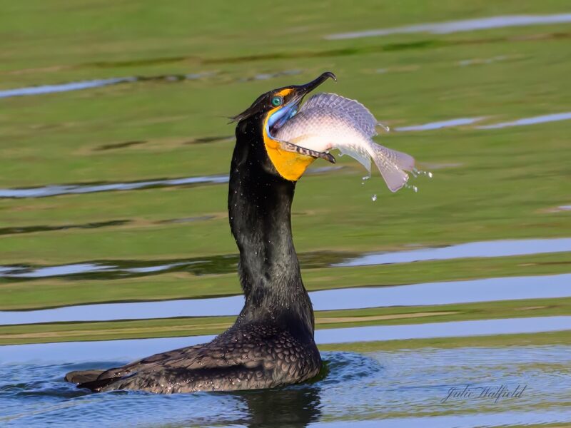 Cormorant lands third catch of the morning in Eastport