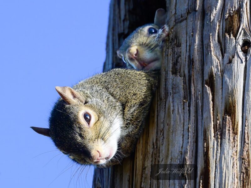 Curious squirrels peek out from cozy tree home in The Villages
