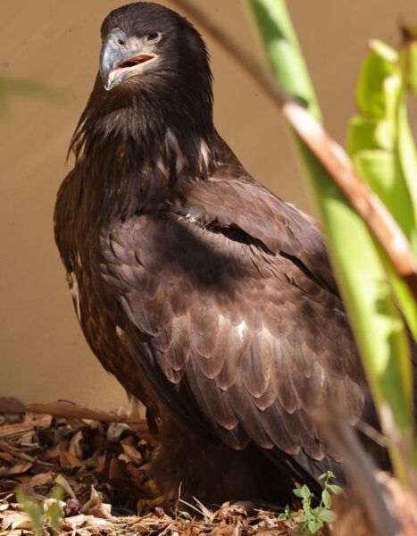 Eaglet Full Fenney Boatman Eaglet Full Fenney Boatman