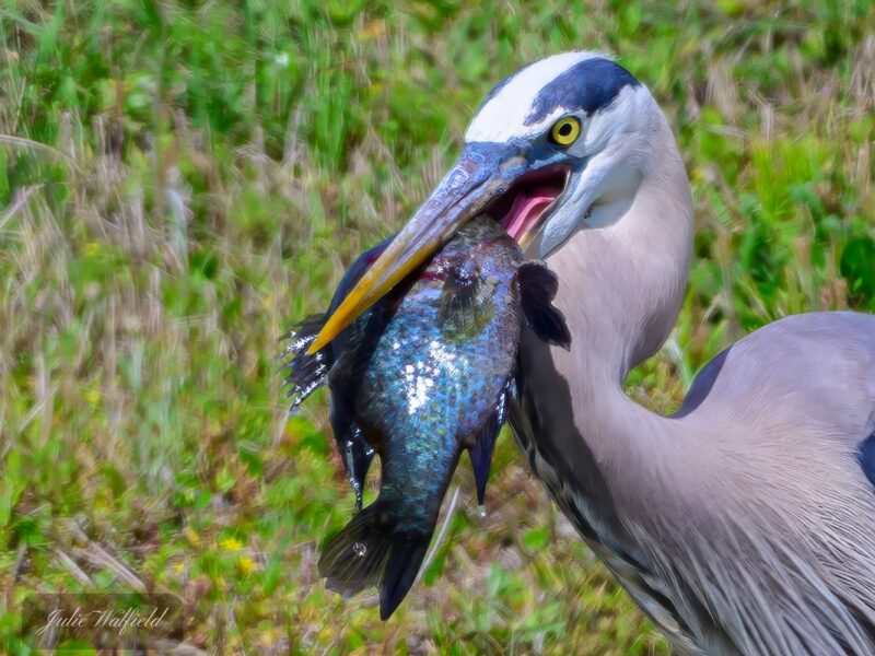 Great blue heron shows off big catch near Lake Miona