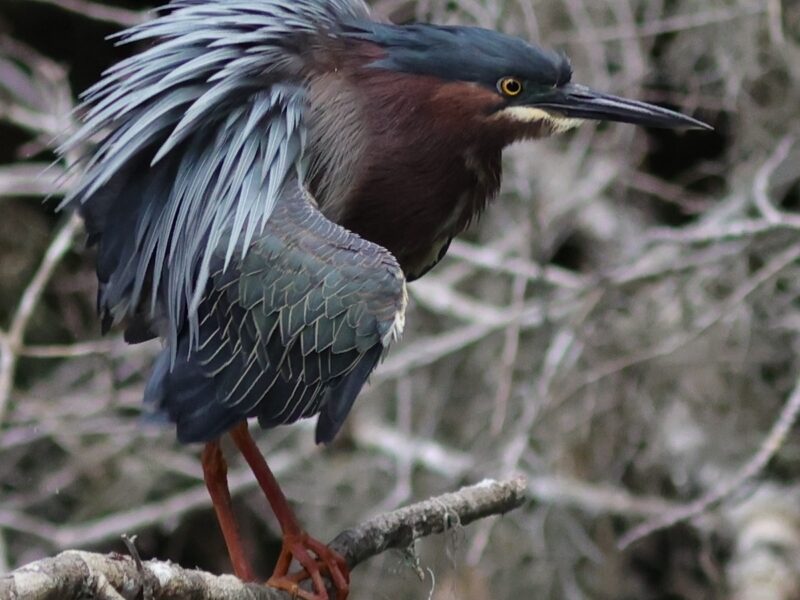 Green heron shows off vibrant colors at Fenney Springs
