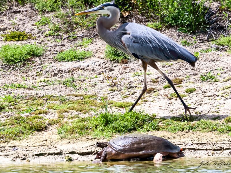 Heron and turtle share pond in The Village of Richmond