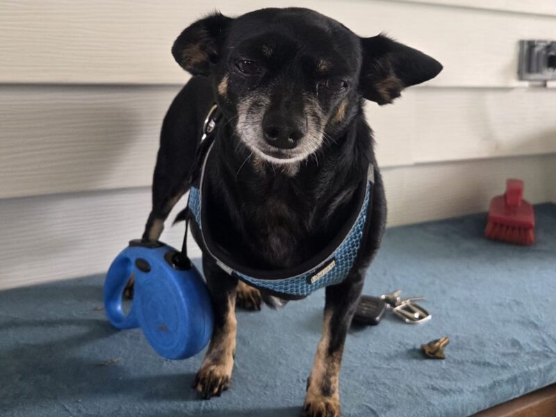 Kathy Strope s dog was injured in an attack by two larger dogs