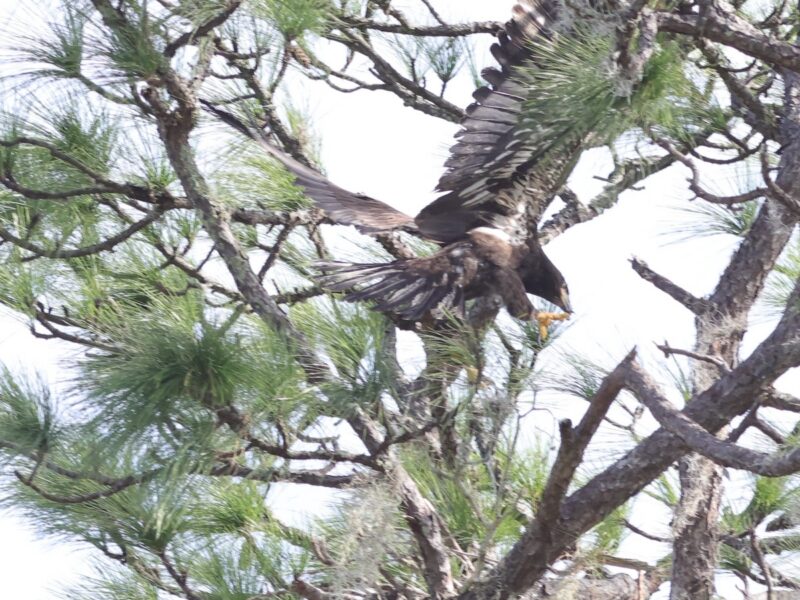 Liftoff moment for young eagle in The Villages