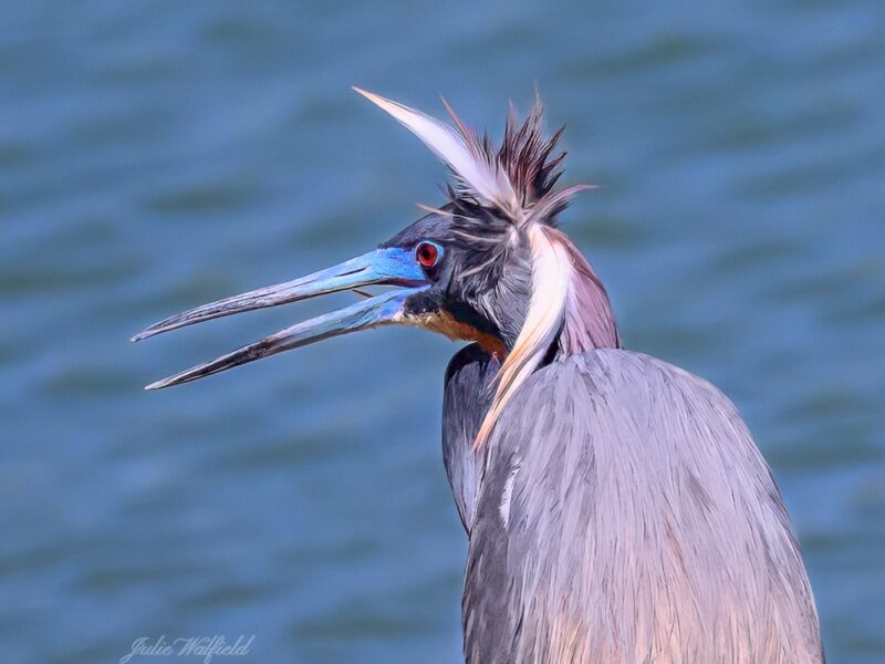 Little blue heron shows off breeding plumage in The Village of Chitty Chatty