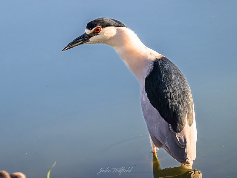 Night heron keeps watch near Lake Miona