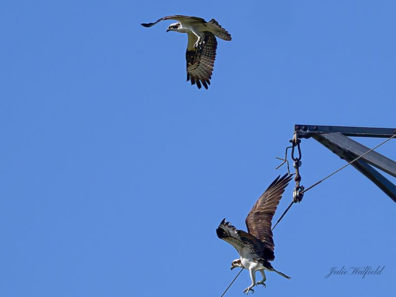 Osprey pair takes flight above The Villages