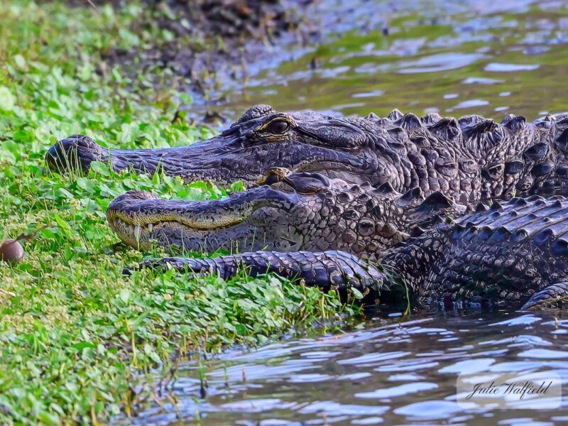 Pair of alligators share the shoreline in The Villages