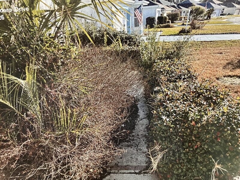 These shrubs are blocking the entry to the front door at 1715 Madero Drive