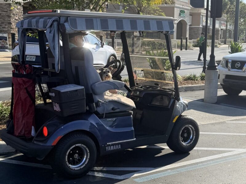 This golf cart driver, and his dog, were parked in a handicapped accommodation zone at Publix