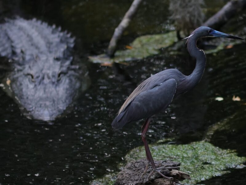 Tricolored heron stands watch as alligator lurks at Fenney Nature Trail