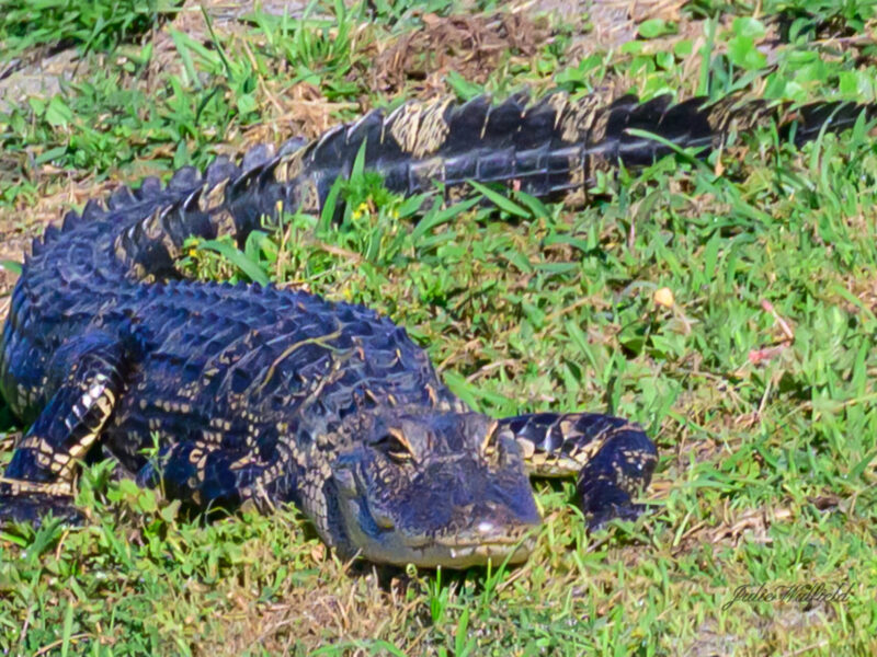 Villager Julie Walfield captured this photo of an alligator warming up for mating season.