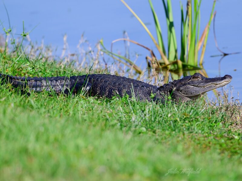 Young alligator basks along water’s edge in The Villages