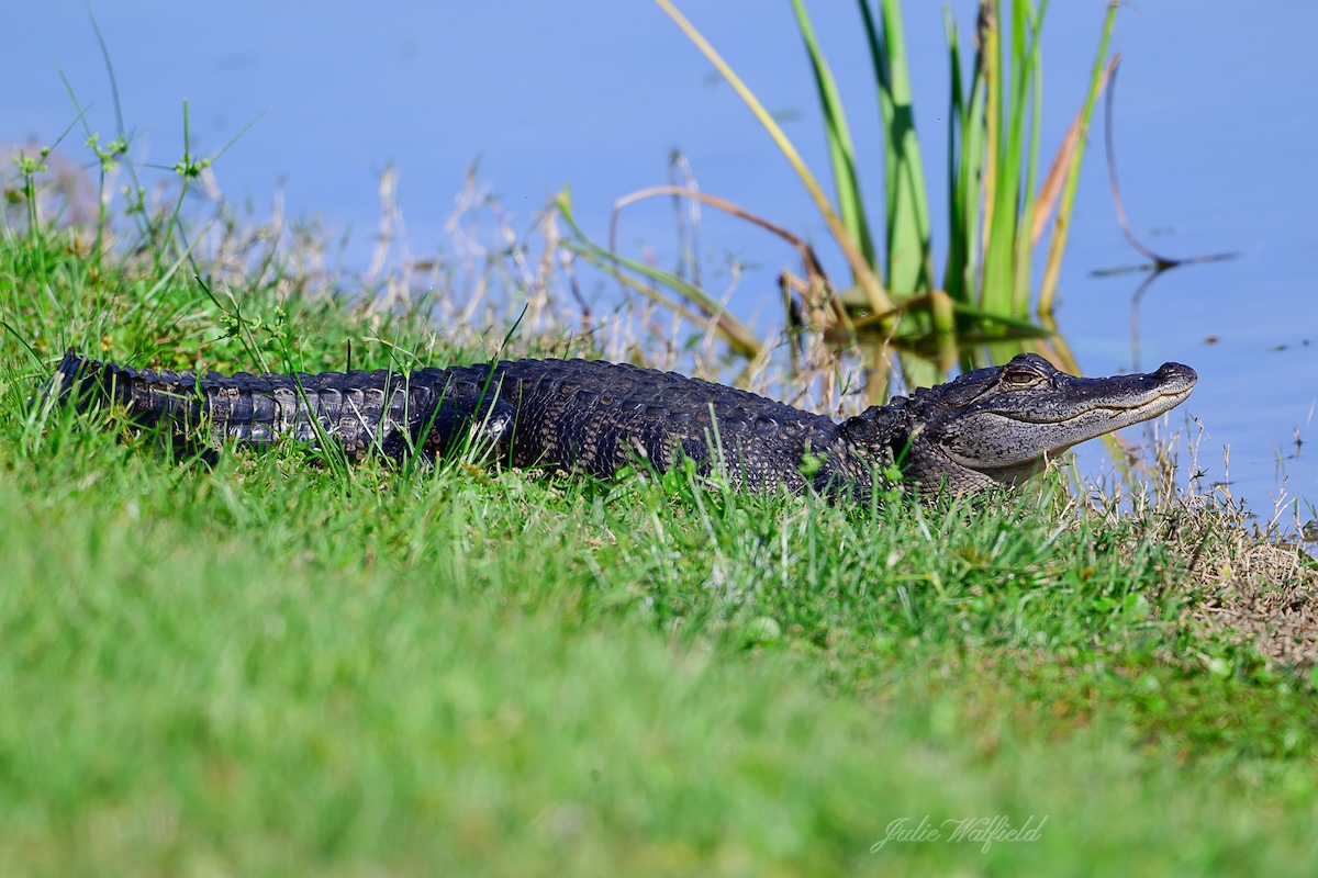 Young alligator basks along water’s edge in The Villages Young alligator basks along water’s edge in The Villages