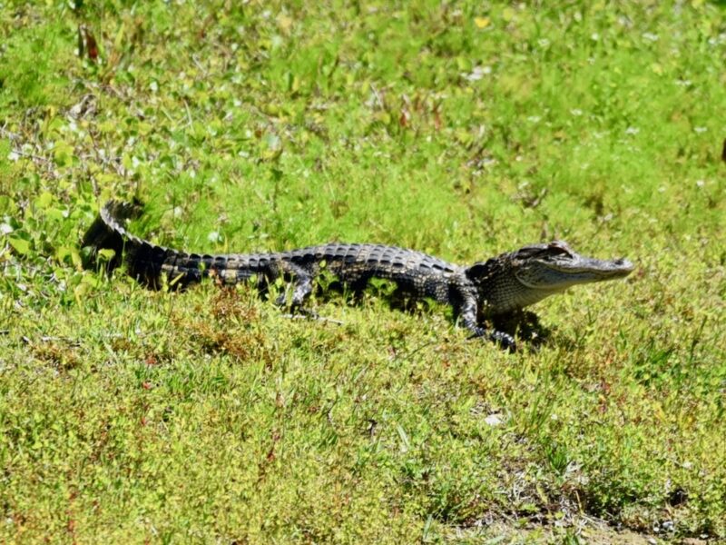 Young alligator soaks up the sun in The Village of Collier