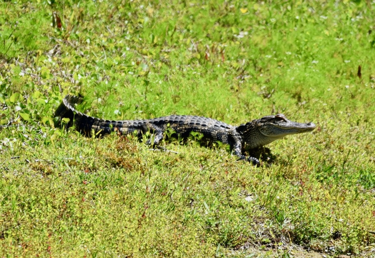 Young alligator soaks up the sun in The Village of Collier Young alligator soaks up the sun in The Village of Collier