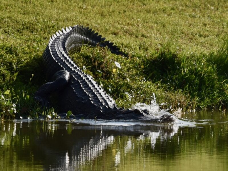 Alligator makes a splash during morning swim in The Village of Collier