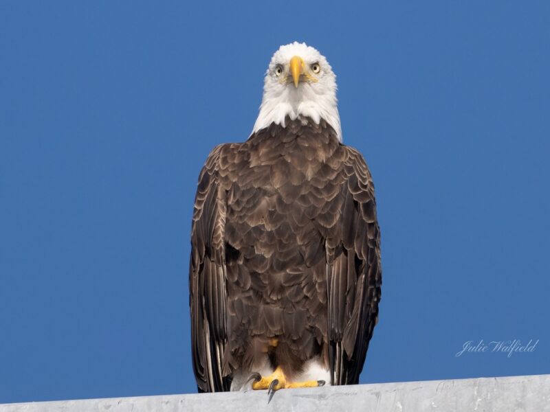 Bald eagle keeps watch over Briarwood Executive Golf Course