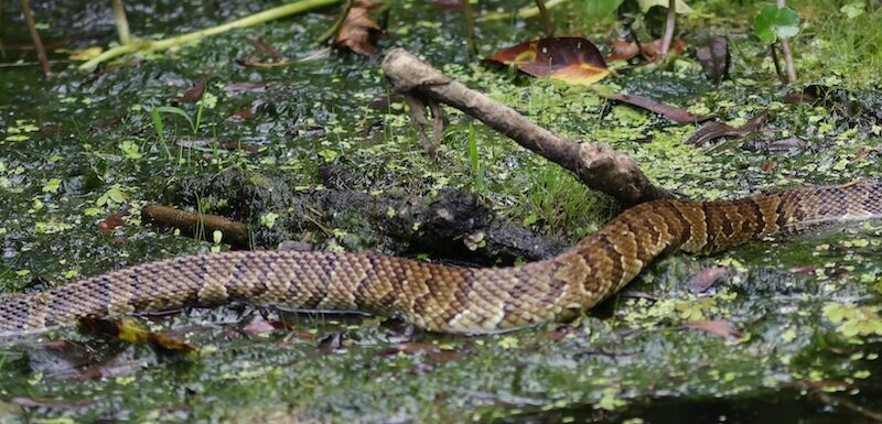 Beautiful cottonmouth spotted along The Villages trail