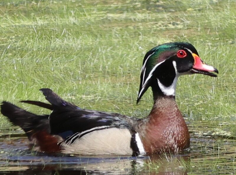 Colorful wood duck spotted at Fenney Nature Trail