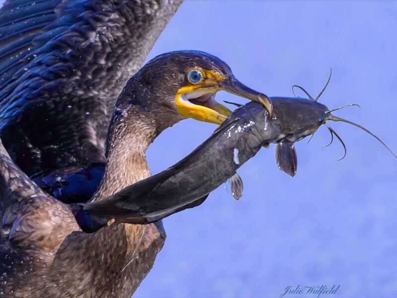 Cormorant wrestles with hefty catfish in The Village of Richmond