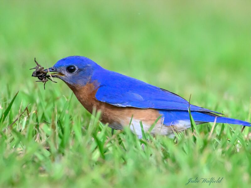 Eastern bluebird delivers breakfast in The Village of Bradford
