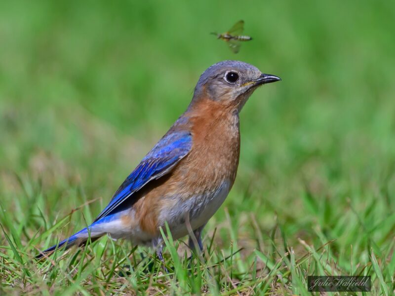 Eastern bluebird finds breakfast near Lake Okahumpka