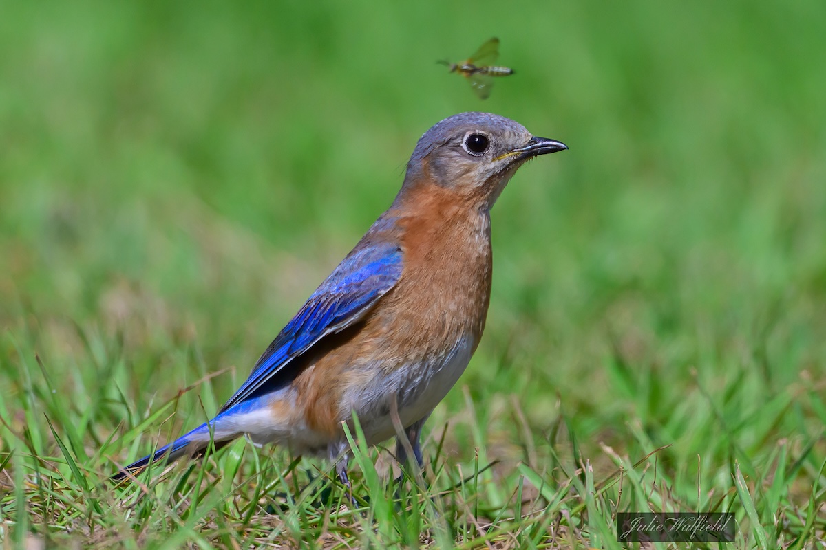 Eastern bluebird finds breakfast near Lake Okahumpka Eastern bluebird finds breakfast near Lake Okahumpka