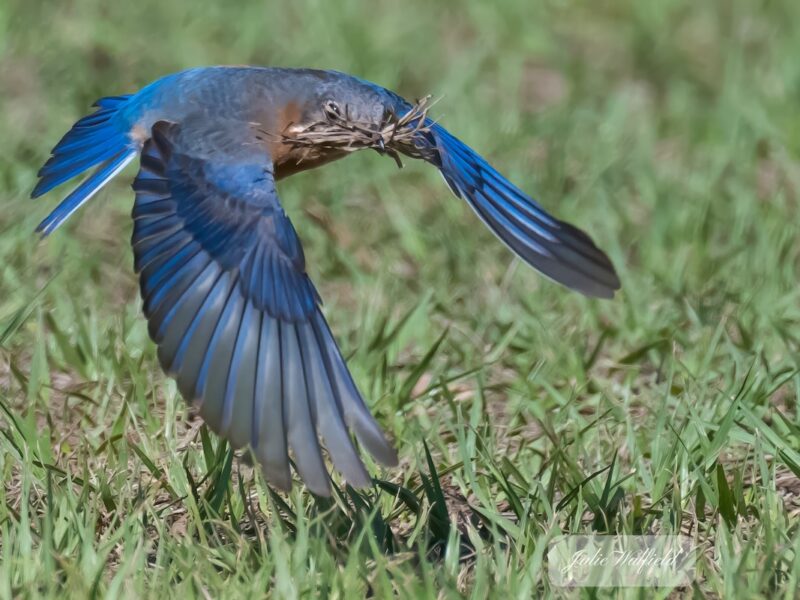 Eastern bluebird gathers nesting material in The Villages