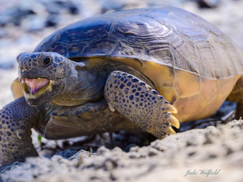 Gopher tortoise makes a rare and lively appearance in The Villages