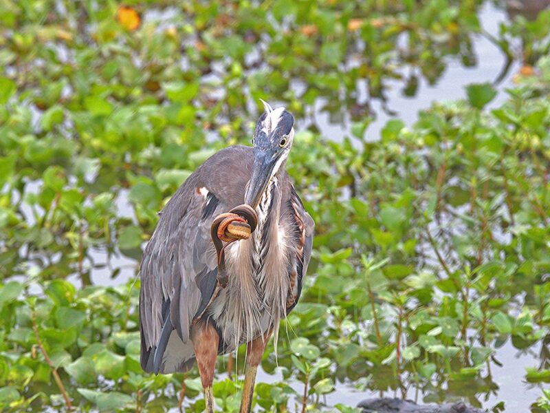 Great blue heron tangles with snake during hunt in The Villages