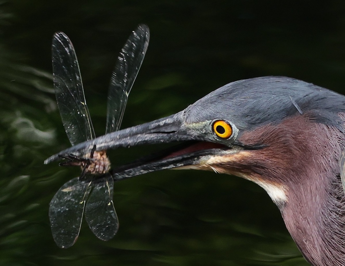 Green heron snatches dragonfly at Fenney Springs Green heron snatches dragonfly at Fenney Springs