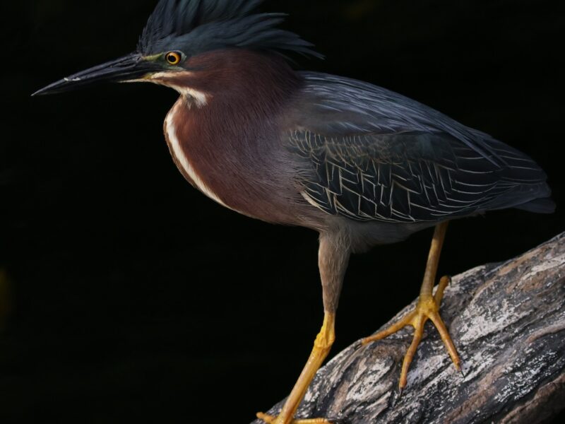 Green heron stalks evening meal at Fenney Nature Trail