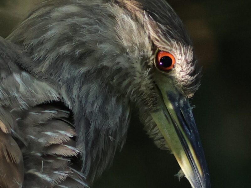 Juvenile night heron spotted at Fenney Nature Trail