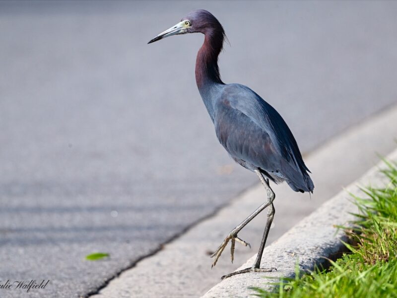 Little blue heron practices perfect street crossing safety in The Villages