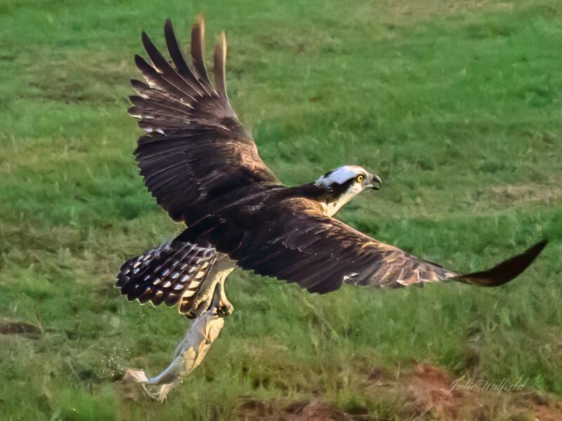 Osprey snags fresh catch in The Village of Charlotte