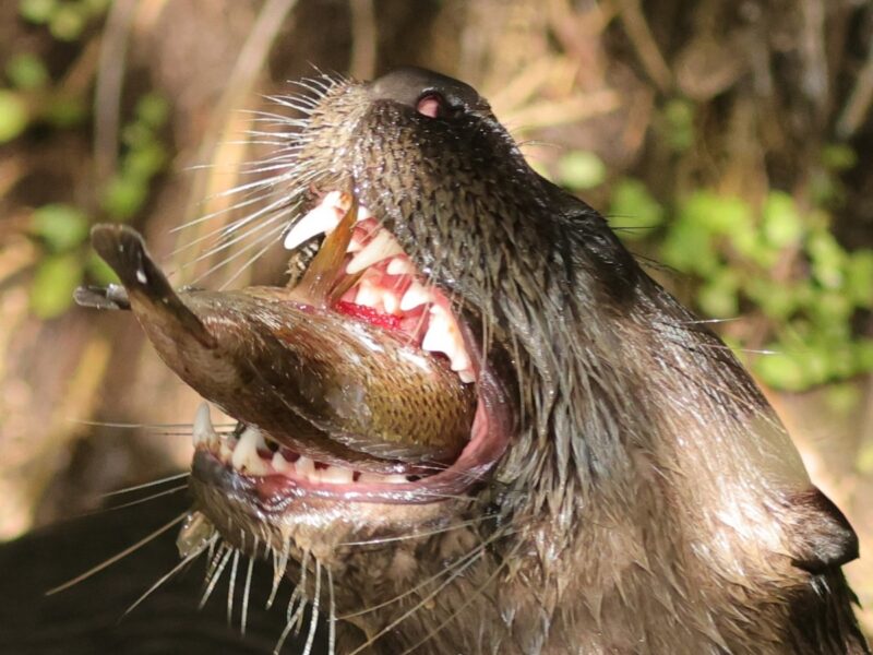 Otter enjoys fresh fish dinner at Fenney Nature Trail