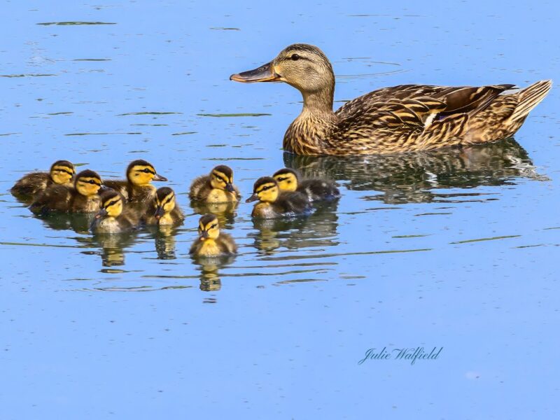 Proud mama duck parades ducklings at Briarwood Executive Golf Course in The Villages