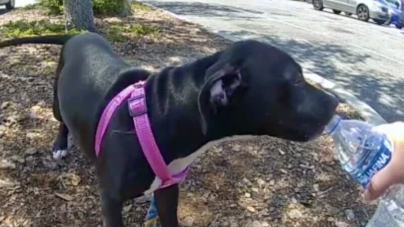 Puppy rescued