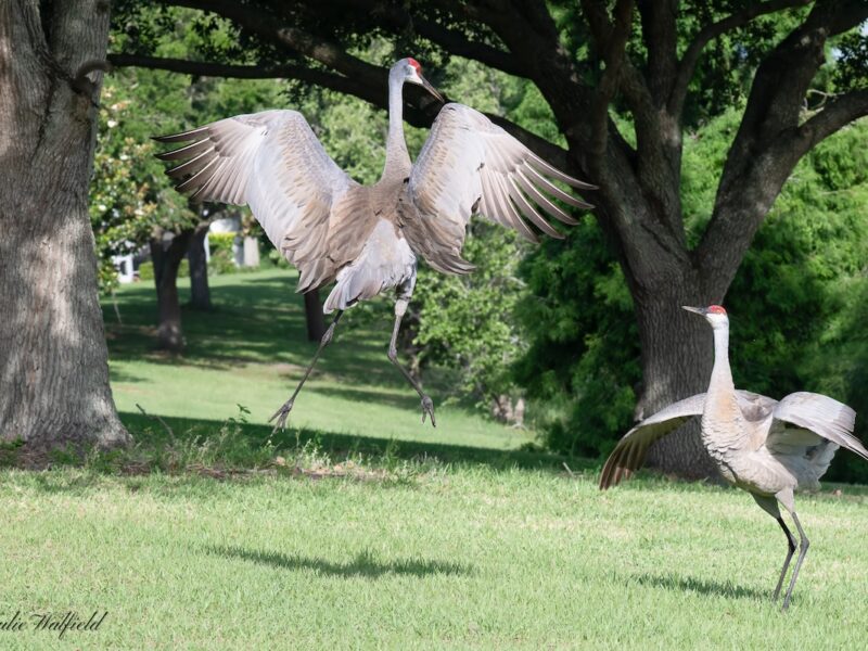 Sandhill cranes perform a spectacular springtime dance in The Villages